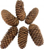 Conuri Brad Artificial Nins 8 Cm 250 G