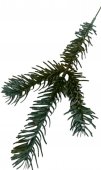 Crenguta Brad 10/Set