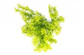 Flori Artificiale Buchet Frunze Verde Deschis