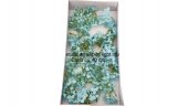 Hortensie sapun Light Blue