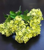 Hortensie Verde