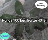 Punga 100 buc frunze